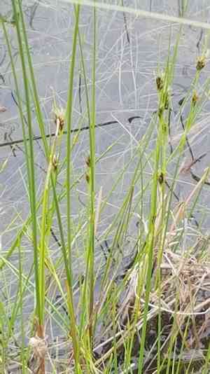 Brown beak-sedge(Rhynchospora fusca)