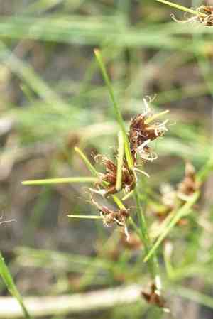 Brown beak-sedge(Rhynchospora fusca)