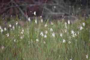 Sandswamp whitetop(Rhynchospora latifolia)
