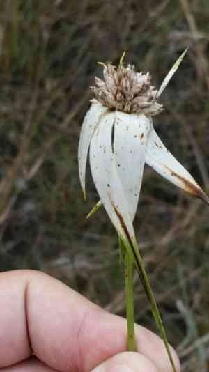 Sandswamp whitetop(Rhynchospora latifolia)