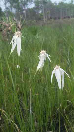 Sandswamp whitetop(Rhynchospora latifolia)