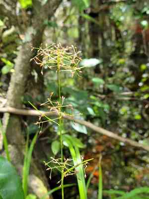 Millet beaksedge(Rhynchospora miliacea)