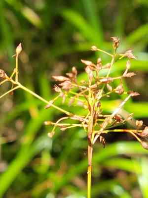 Millet beaksedge(Rhynchospora miliacea)