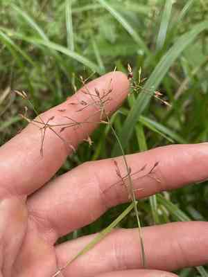 Millet beaksedge(Rhynchospora miliacea)