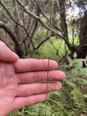 Millet beaksedge(Rhynchospora miliacea)