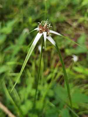 Rhynchospora nervosa(Rhynchospora nervosa)