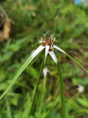 Rhynchospora nervosa(Rhynchospora nervosa)
