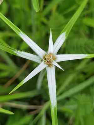 Rhynchospora nervosa(Rhynchospora nervosa)
