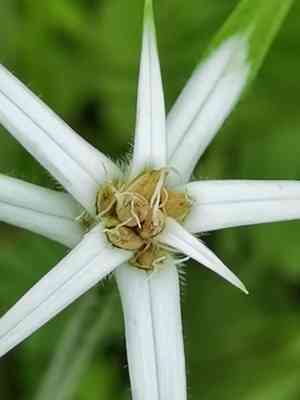 Rhynchospora nervosa(Rhynchospora nervosa)
