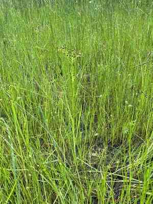 Shortbeak beaksedge(Rhynchospora nitens)