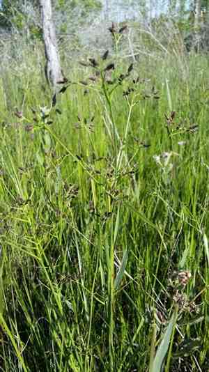 Shortbeak beaksedge(Rhynchospora nitens)