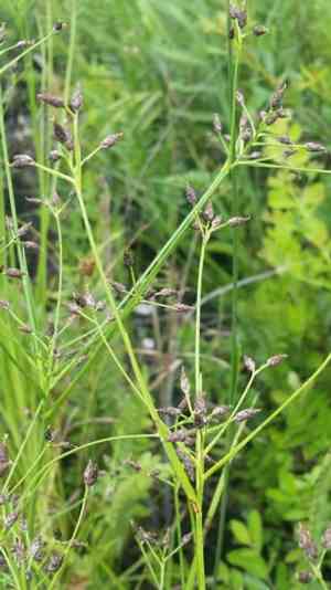 Shortbeak beaksedge(Rhynchospora nitens)