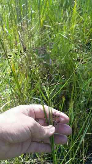 Shortbeak beaksedge(Rhynchospora nitens)