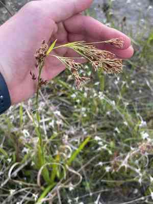 Fragrant beaksedge(Rhynchospora odorata)