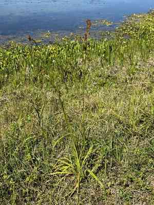Fragrant beaksedge(Rhynchospora odorata)