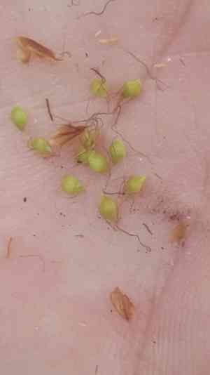 Fragrant beaksedge(Rhynchospora odorata)