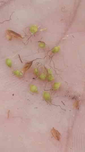 Fragrant beaksedge(Rhynchospora odorata)