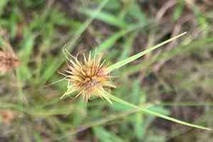 Red-spike beaksedge(Rhynchospora rubra)