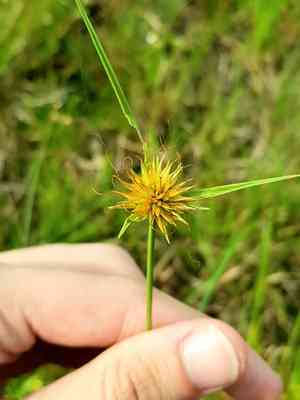 Red-spike beaksedge(Rhynchospora rubra)