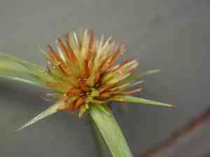 Red-spike beaksedge(Rhynchospora rubra)
