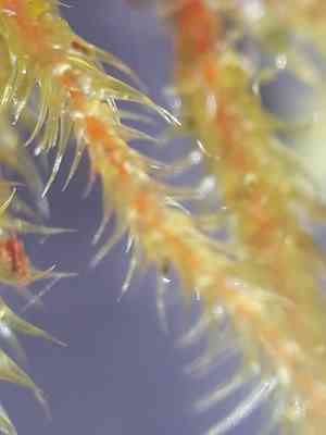 Little shaggy-moss(Rhytidiadelphus loreus)