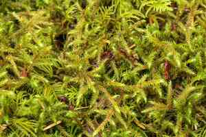 Little shaggy-moss(Rhytidiadelphus loreus)