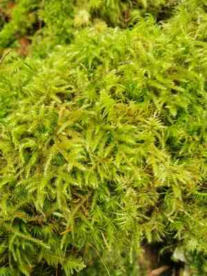 Little shaggy-moss(Rhytidiadelphus loreus)