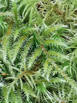 Little shaggy-moss(Rhytidiadelphus loreus)