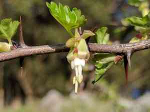 Hillside gooseberry(Ribes californicum)