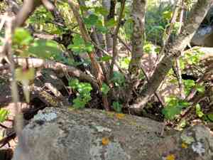 Hillside gooseberry(Ribes californicum)