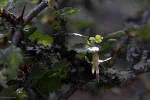 Hillside gooseberry(Ribes californicum)