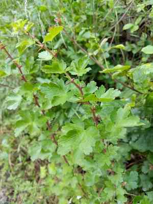 Hillside gooseberry(Ribes californicum)