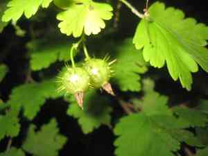 Eastern Prickly Gooseberry(Ribes cynosbati)