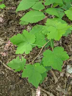 Eastern Prickly Gooseberry(Ribes cynosbati)