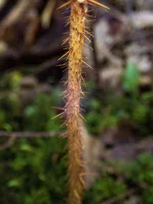 Eastern Prickly Gooseberry(Ribes cynosbati)