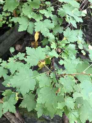 Eastern Prickly Gooseberry(Ribes cynosbati)