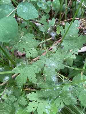 Spreading gooseberry(Ribes divaricatum)