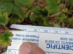 Spreading gooseberry(Ribes divaricatum)