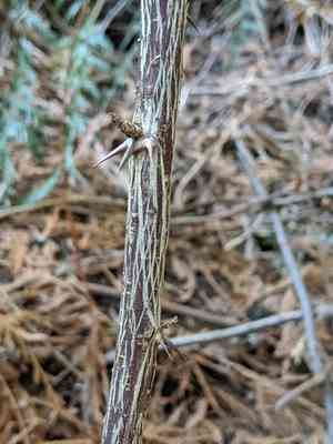Spreading gooseberry(Ribes divaricatum)