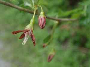 Spreading gooseberry(Ribes divaricatum)