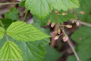 Skunk currant(Ribes glandulosum)