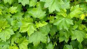 Skunk currant(Ribes glandulosum)