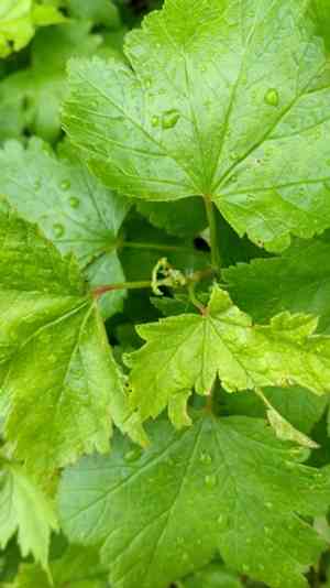 Skunk currant(Ribes glandulosum)
