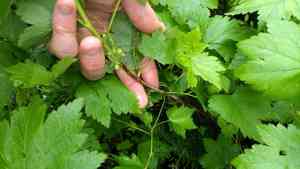 Skunk currant(Ribes glandulosum)