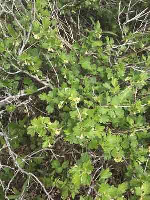 Hairy-stem gooseberry(Ribes hirtellum)