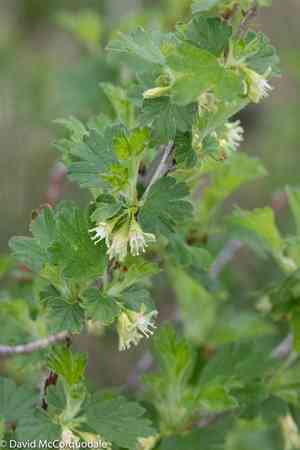 Hairy-stem gooseberry(Ribes hirtellum)