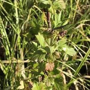 Hairy-stem gooseberry(Ribes hirtellum)