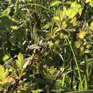 Hairy-stem gooseberry(Ribes hirtellum)