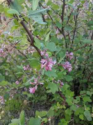 Chaparral currant(Ribes malvaceum)