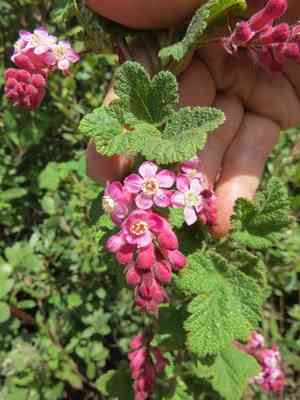 Chaparral currant(Ribes malvaceum)